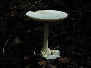 DSCN9291