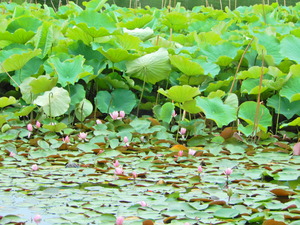 DSCN0513