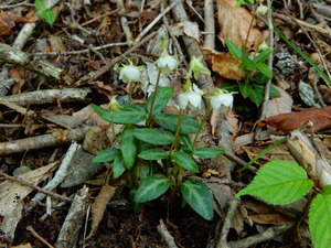DSCN0657
