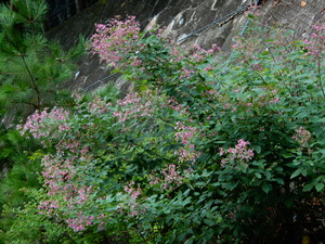 DSCN0715