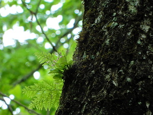 DSCN9940