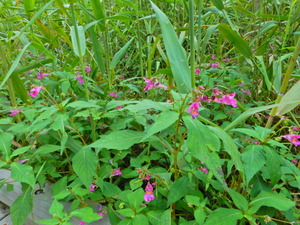 DSCN0003