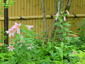 DSCN0350