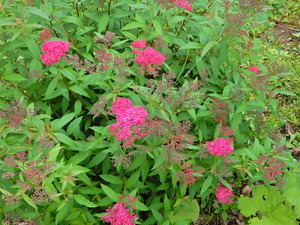 DSCN0105