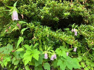 IMG_3851