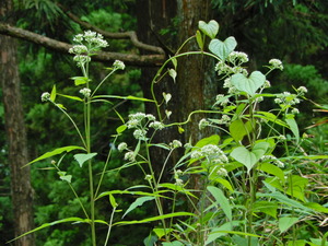 DSCN0279