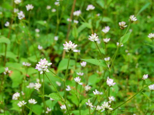 DSCN0929