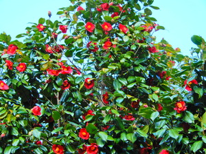 DSCN9274