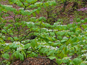 DSCN0036