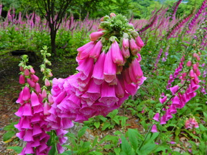DSCN9725