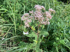 IMG_2781