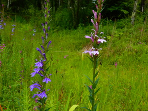 DSCN0062