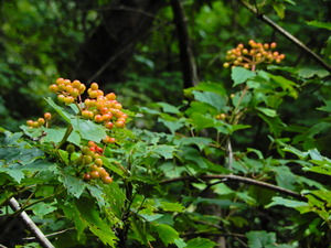 DSCN0222