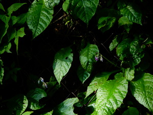 DSCN9568