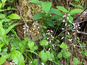 IMG_3521