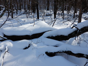 DSCN0273
