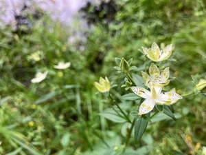 IMG_1988