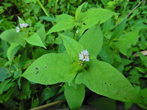 DSCN0275