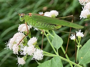 IMG_6101