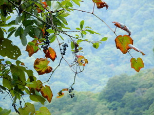 DSCN0452