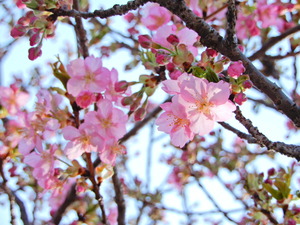 DSCN9454