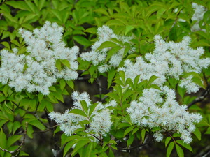 DSCN9979