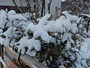 DSCN0227