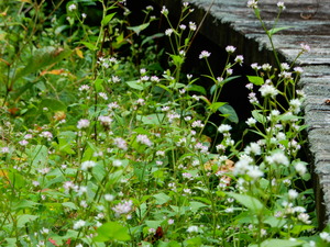 DSCN0928