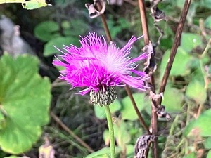 IMG_2980