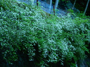 DSCN9925
