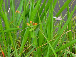 DSCN0207