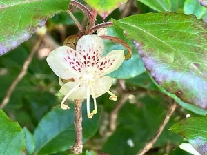 IMG_0654