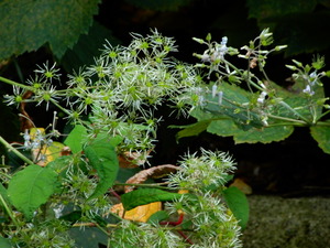 DSCN0687