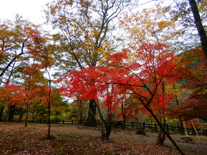 DSCN9753