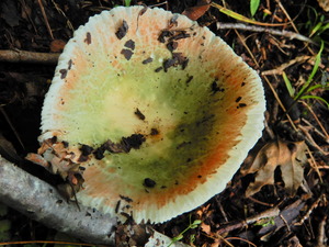 DSCN1040