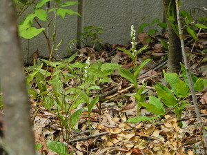 DSCN0212