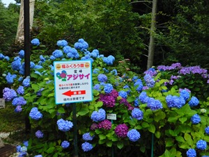 DSCN7544