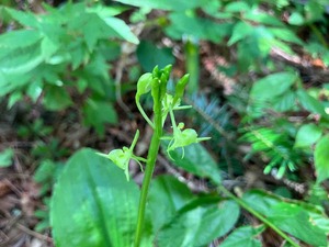 IMG_0090