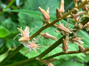 IMG_1101