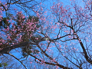 DSCN0487