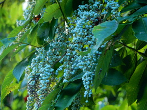DSCN0699