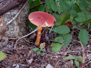 DSCN0696