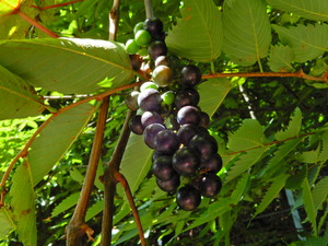 DSCN0134