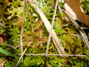 DSCN0787