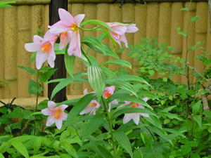 DSCN0351