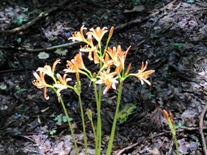 IMG_5270