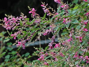 DSCN0737