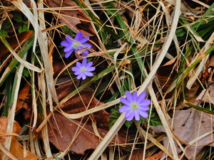 DSCN0692