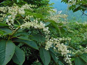 流れる白花。山採り天然リョウブ。