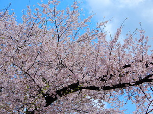 DSCN9947